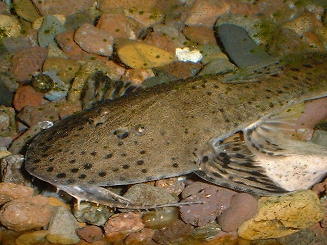 Pseudohemiodon lamina 